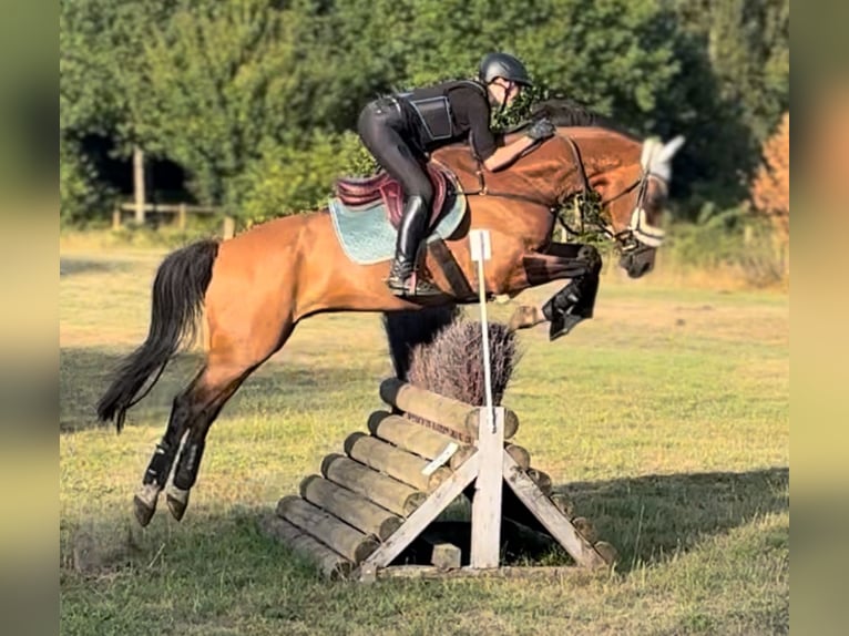 Westfale Wallach 8 Jahre 167 cm Brauner in Iserlohn
