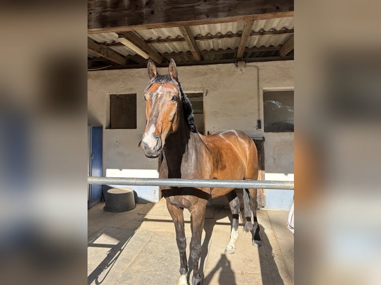 Westfale Wallach 8 Jahre 167 cm Dunkelfuchs in Weiterstadt