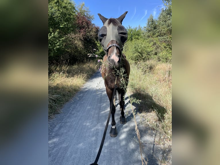 Westfale Wallach 8 Jahre 167 cm Dunkelfuchs in Weiterstadt