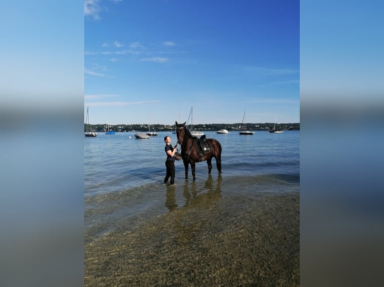 Westfale Wallach 8 Jahre 167 cm Dunkelfuchs in Berg