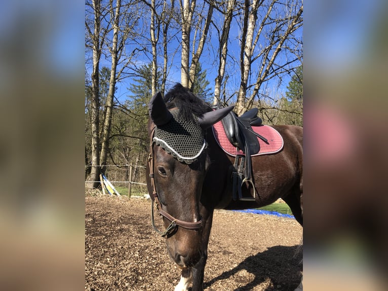 Westfale Wallach 8 Jahre 167 cm Dunkelfuchs in Berg