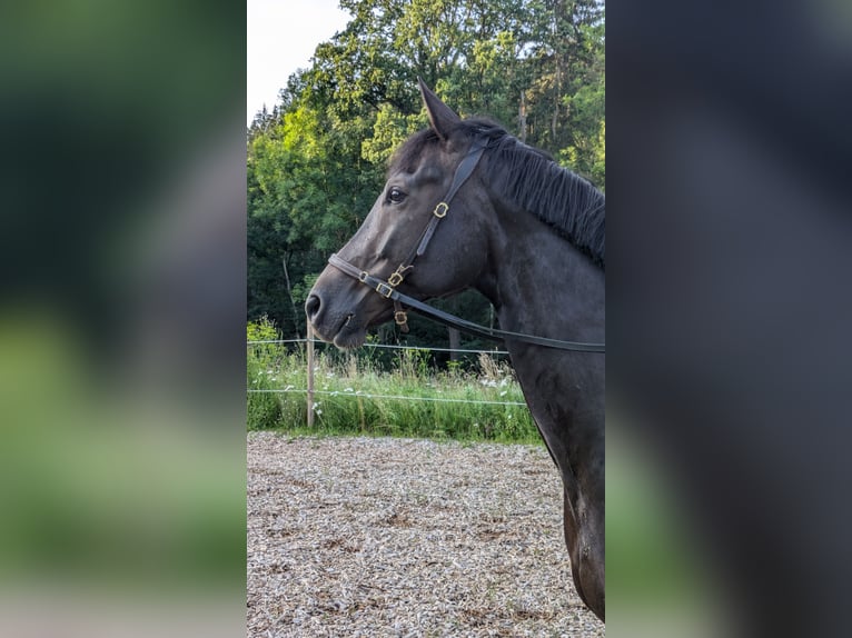 Westfale Wallach 8 Jahre 167 cm Dunkelfuchs in Berg