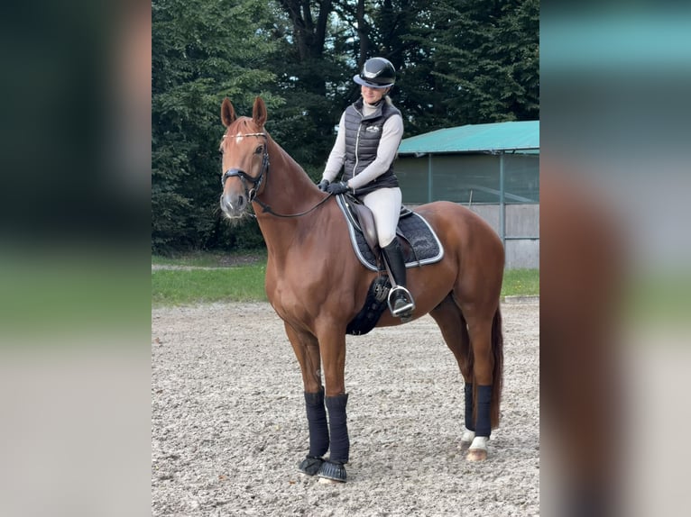 Westfale Wallach 8 Jahre 167 cm Fuchs in Wermelskirchen
