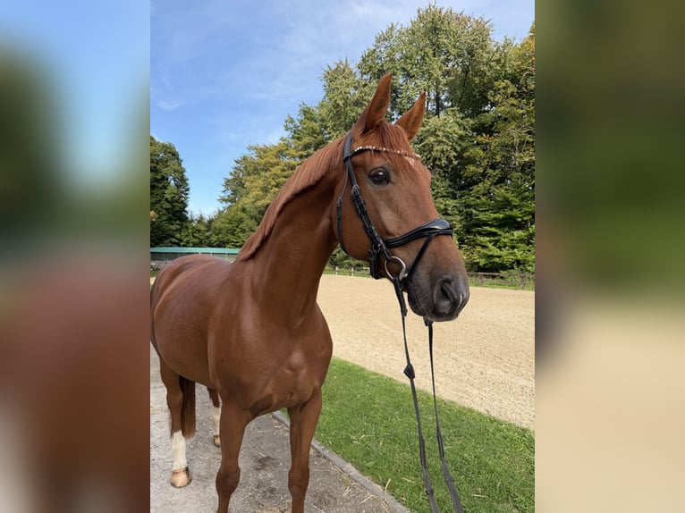Westfale Wallach 8 Jahre 167 cm Fuchs in Wermelskirchen
