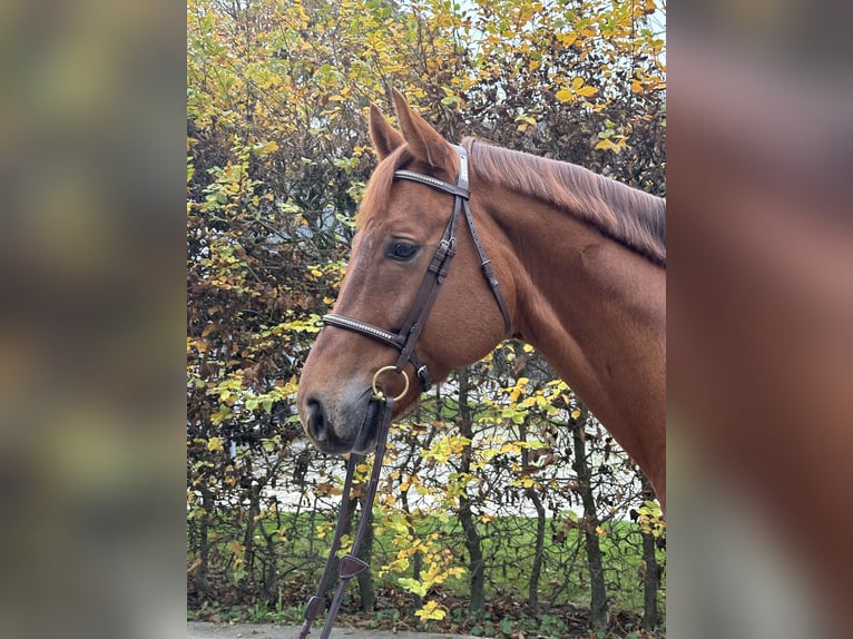 Westfale Wallach 8 Jahre 167 cm Fuchs in Kümmertshausen