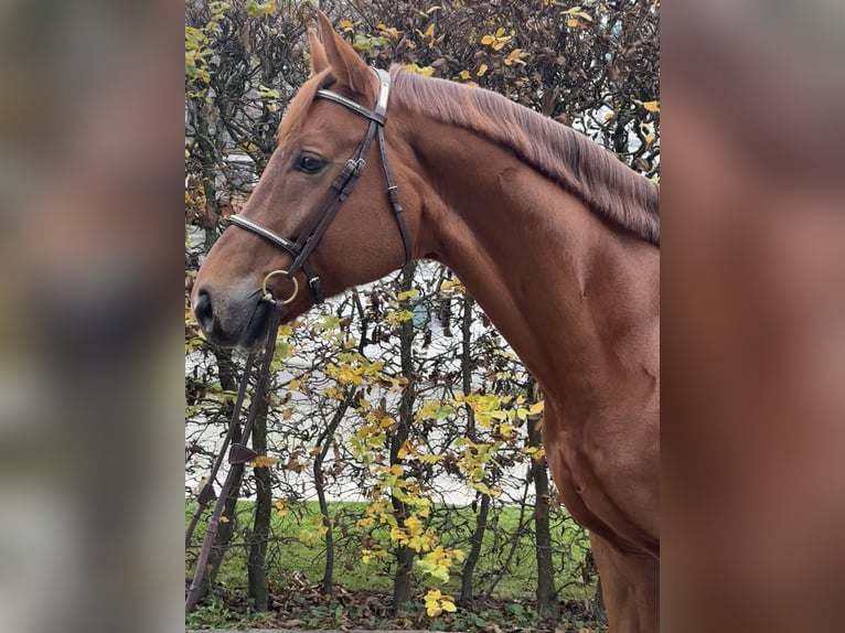 Westfale Wallach 8 Jahre 167 cm Fuchs in Kümmertshausen