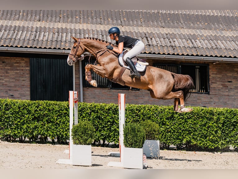 Westfale Wallach 8 Jahre 167 cm Fuchs in Waddinxveen