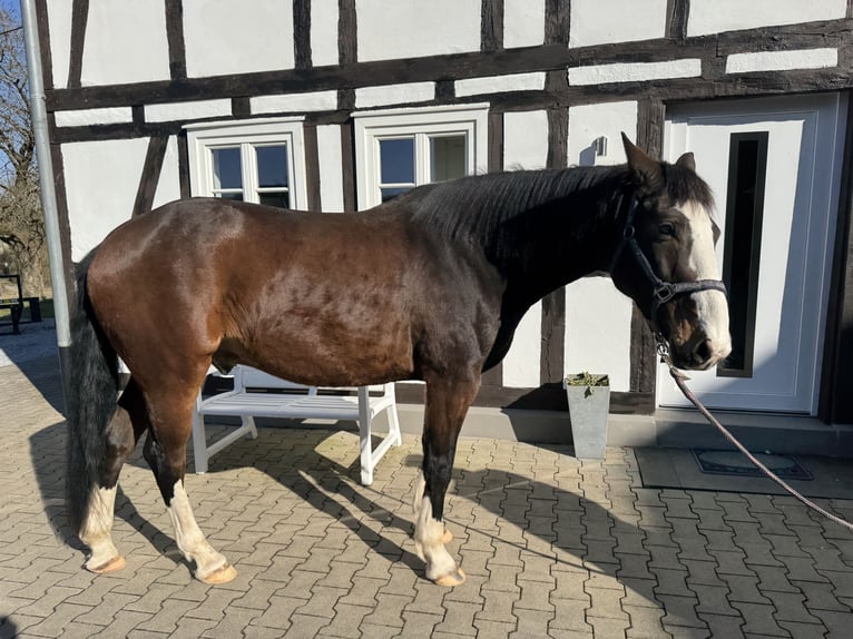 Westfale Wallach 8 Jahre 168 cm Brauner in Medebach Westfale Wallach 8 Jahre 168 cm Brauner in Medebach
