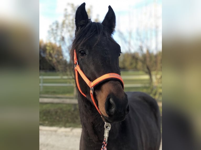 Westfale Wallach 8 Jahre 168 cm Brauner in Oberkotzau