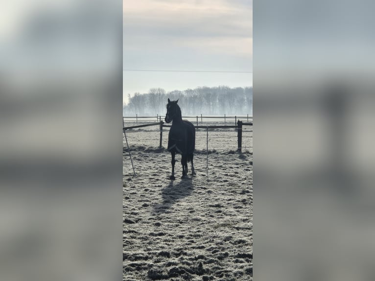 Westfale Wallach 8 Jahre 168 cm Brauner in Mönchengladbach