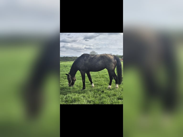 Westfale Wallach 8 Jahre 168 cm Brauner in Mönchengladbach