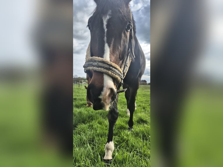 Westfale Wallach 8 Jahre 168 cm Brauner in Mönchengladbach