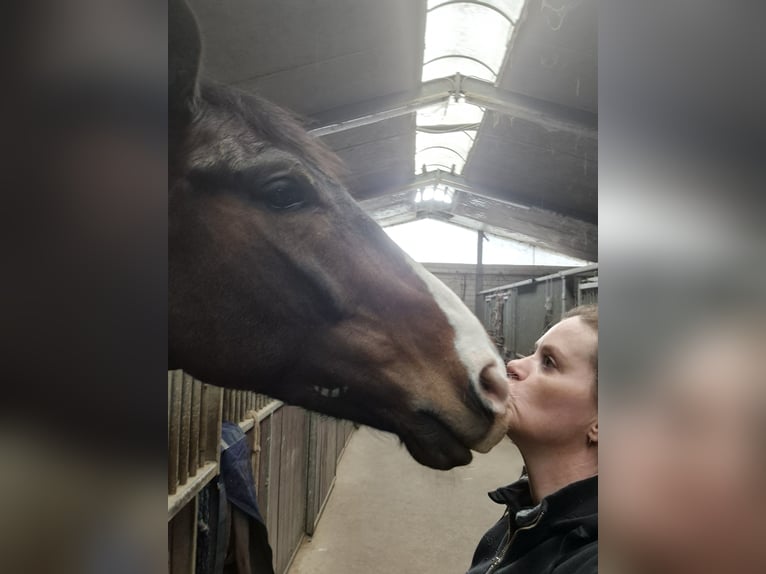 Westfale Wallach 8 Jahre 168 cm Brauner in Mönchengladbach
