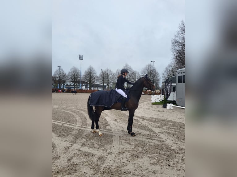 Westfale Wallach 8 Jahre 168 cm Brauner in Mönchengladbach