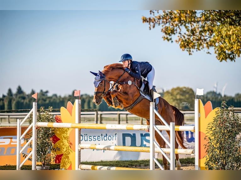 Westfale Wallach 8 Jahre 168 cm Fuchs in Viersen