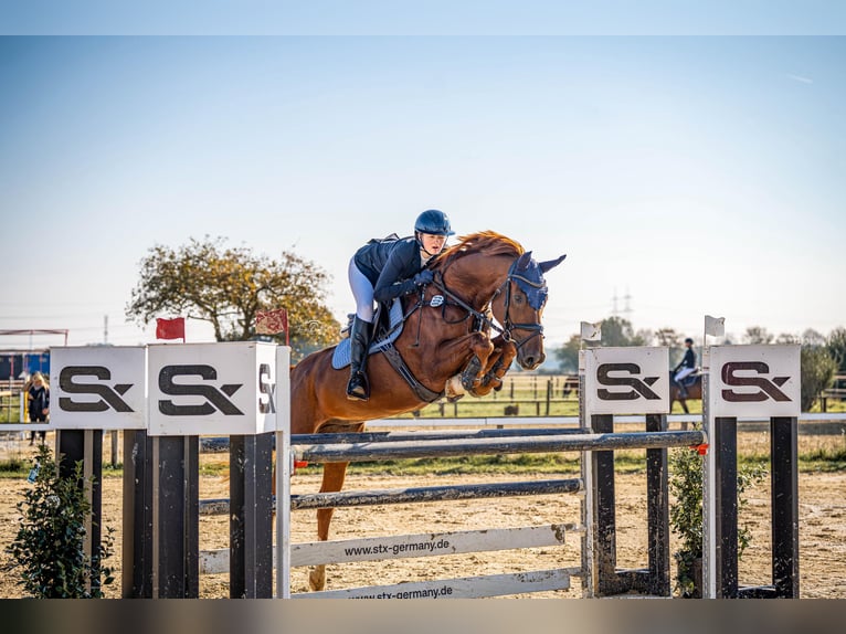 Westfale Wallach 8 Jahre 168 cm Fuchs in Viersen