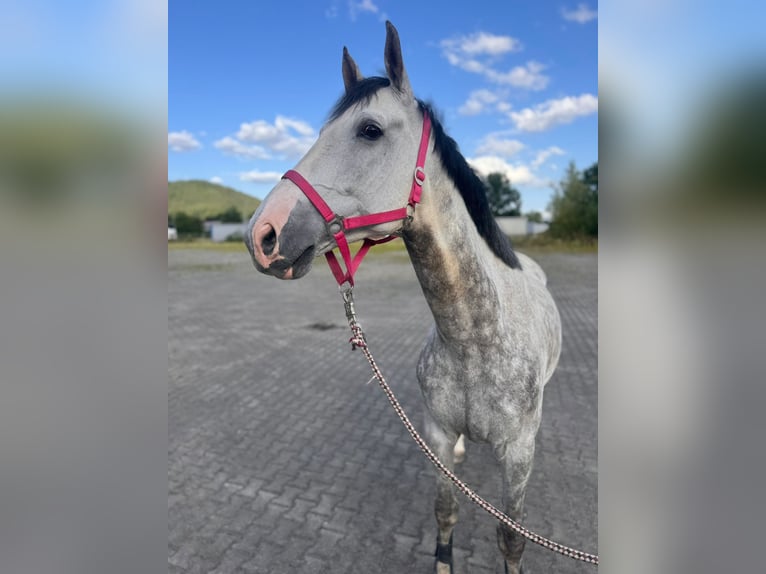 Westfale Wallach 8 Jahre 168 cm Schimmel in Coburg