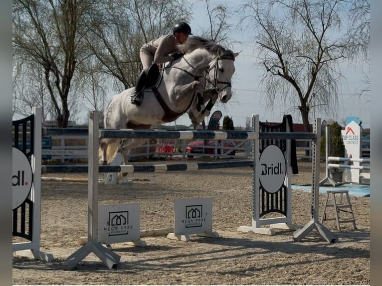 Westfale Wallach 8 Jahre 168 cm Schimmel in Thessaloniki