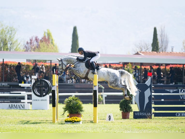 Westfale Wallach 8 Jahre 168 cm Schimmel in Thessaloniki