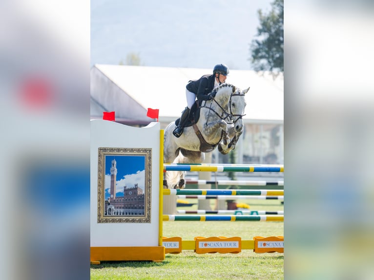 Westfale Wallach 8 Jahre 168 cm Schimmel in Thessaloniki