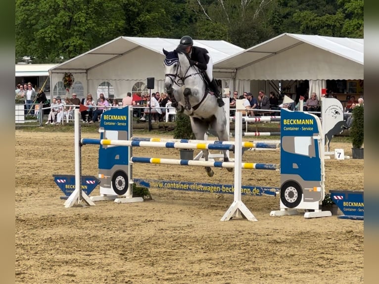 Westfale Wallach 8 Jahre 168 cm Schimmel in Hünxe