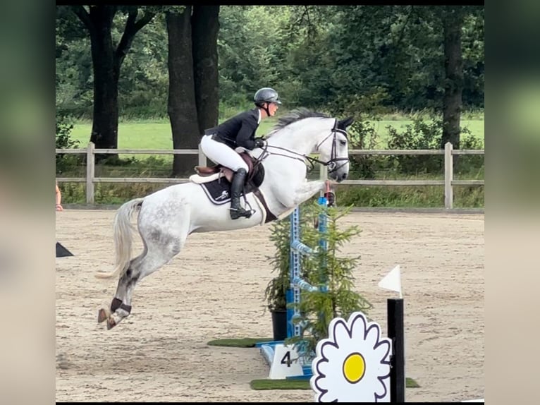 Westfale Wallach 8 Jahre 168 cm Schimmel in Hünxe