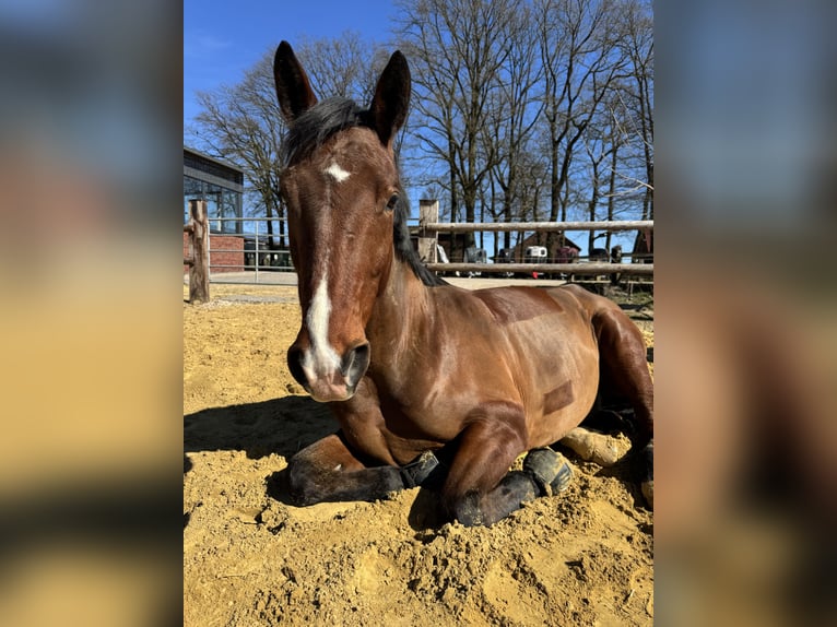 Westfale Wallach 8 Jahre 169 cm Brauner in Haltern am See
