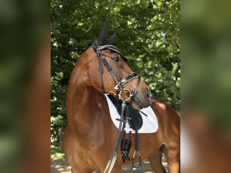 Westfale Wallach 8 Jahre 169 cm Brauner in M&#xFC;nster