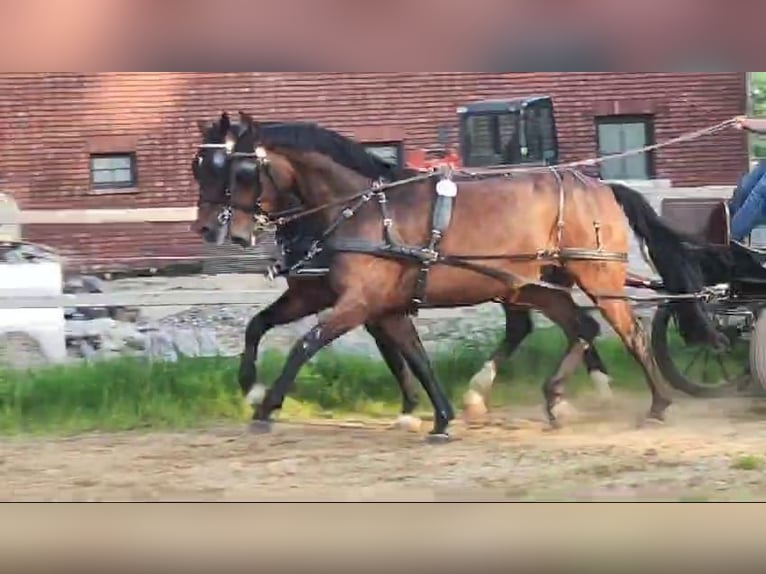Westfale Wallach 8 Jahre 170 cm Brauner in Osnabr&#xFC;ck