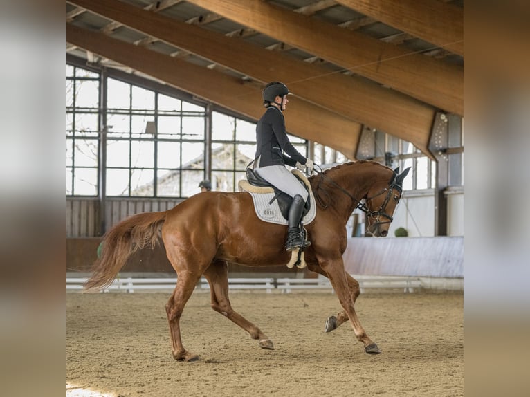 Westfale Wallach 8 Jahre 170 cm Fuchs in Fr&#xF6;ndenberg