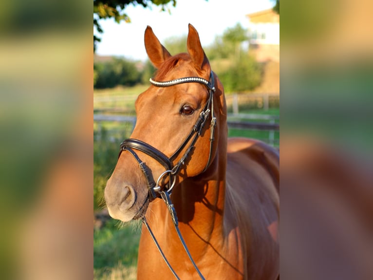 Westfale Wallach 8 Jahre 170 cm Fuchs in Fr&#xF6;ndenberg