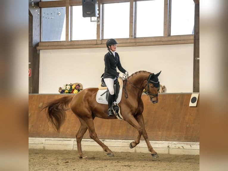 Westfale Wallach 8 Jahre 170 cm Fuchs in Fr&#xF6;ndenberg