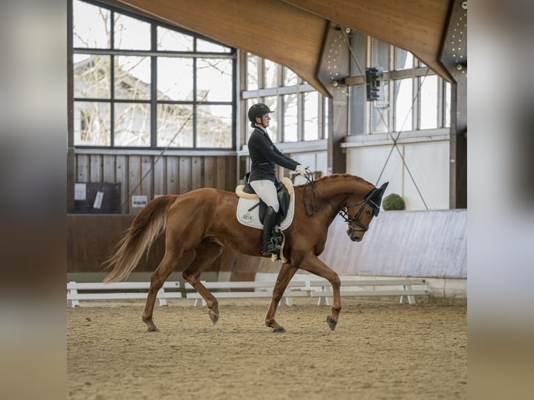 Westfale Wallach 8 Jahre 170 cm Fuchs in Fr&#xF6;ndenberg