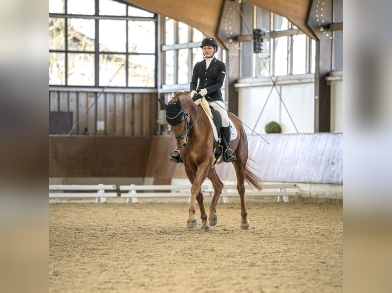 Westfale Wallach 8 Jahre 170 cm Fuchs in Fr&#xF6;ndenberg