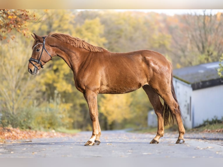 Westfale Wallach 8 Jahre 170 cm Fuchs in Windhagen