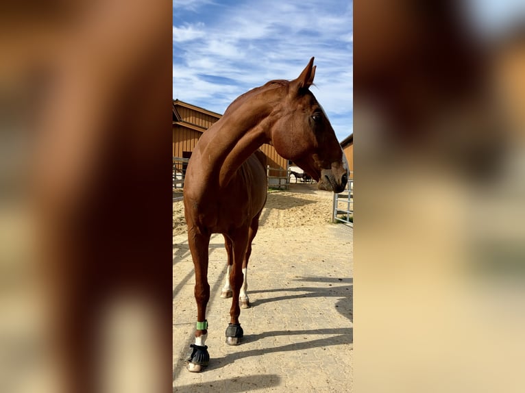 Westfale Wallach 8 Jahre 170 cm Fuchs in Bad Neuenahr-Ahrweiler