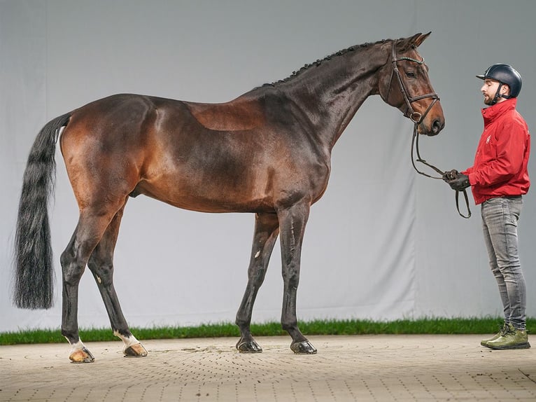 Westfale Wallach 8 Jahre 171 cm Brauner in Münster-Handorf