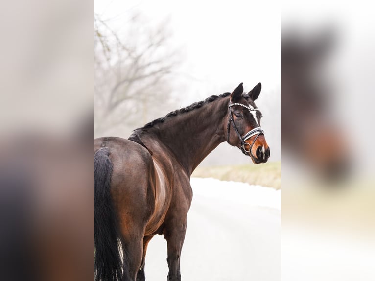 Westfale Wallach 8 Jahre 172 cm Brauner in Gleichen