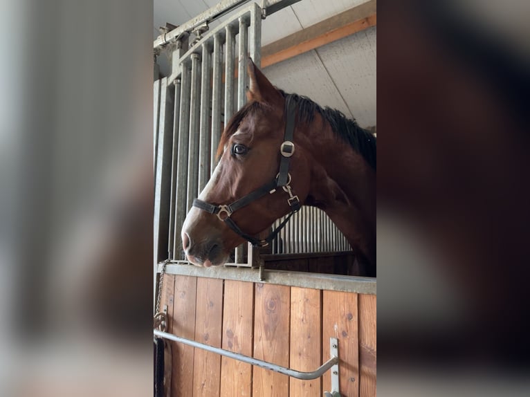 Westfale Wallach 8 Jahre 172 cm Brauner in Ried am Riederberg