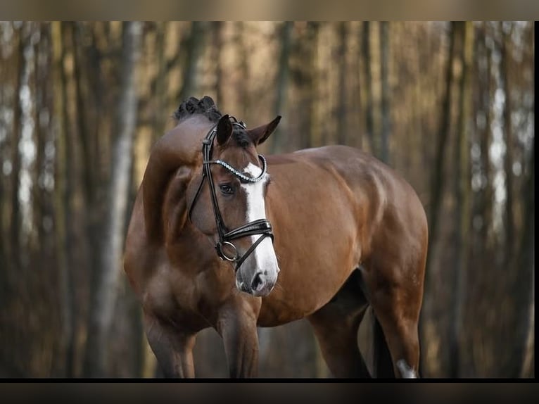 Westfale Wallach 8 Jahre 172 cm Brauner in Ried am Riederberg