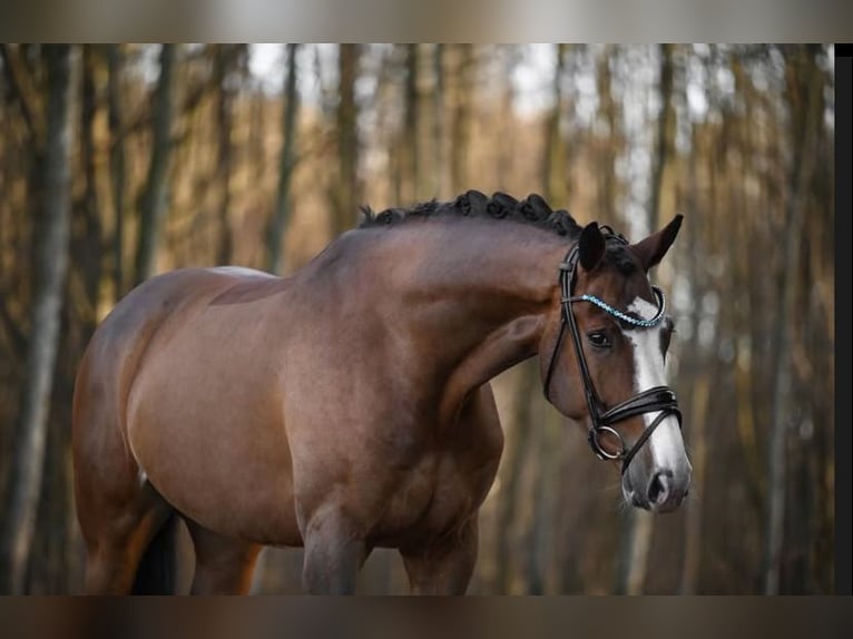 Westfale Wallach 8 Jahre 172 cm Brauner in Ried am Riederberg