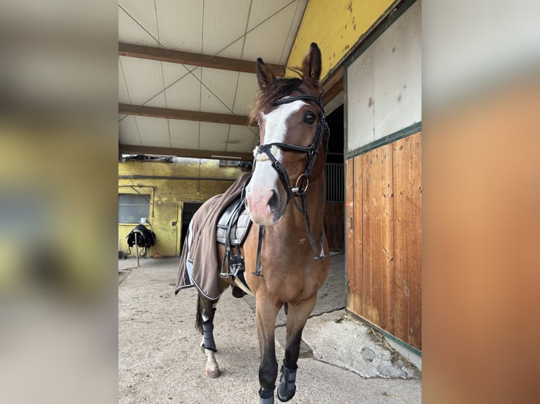 Westfale Wallach 8 Jahre 172 cm Brauner in Ried am Riederberg