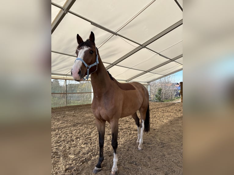 Westfale Wallach 8 Jahre 172 cm Brauner in Ried am Riederberg