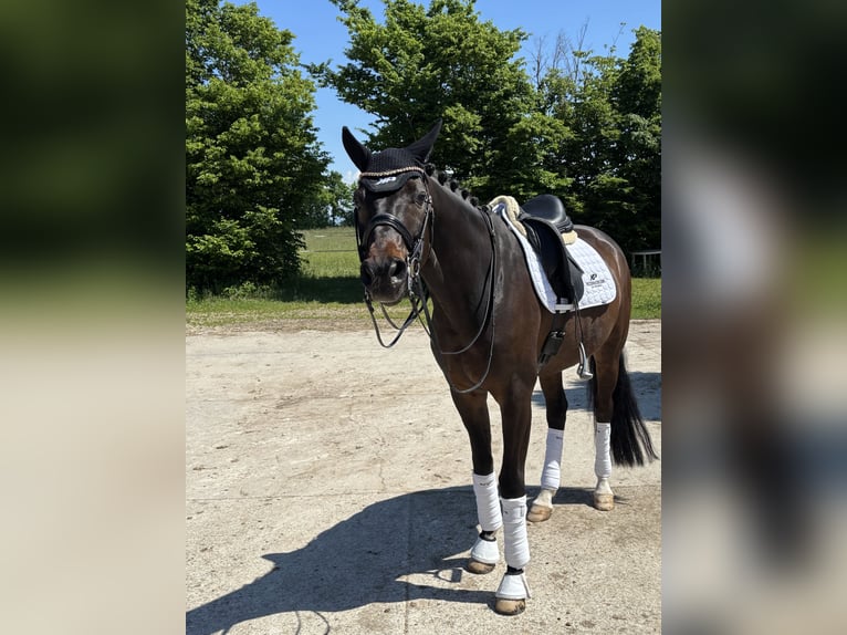 Westfale Wallach 8 Jahre 172 cm Dunkelbrauner in Schopfheim