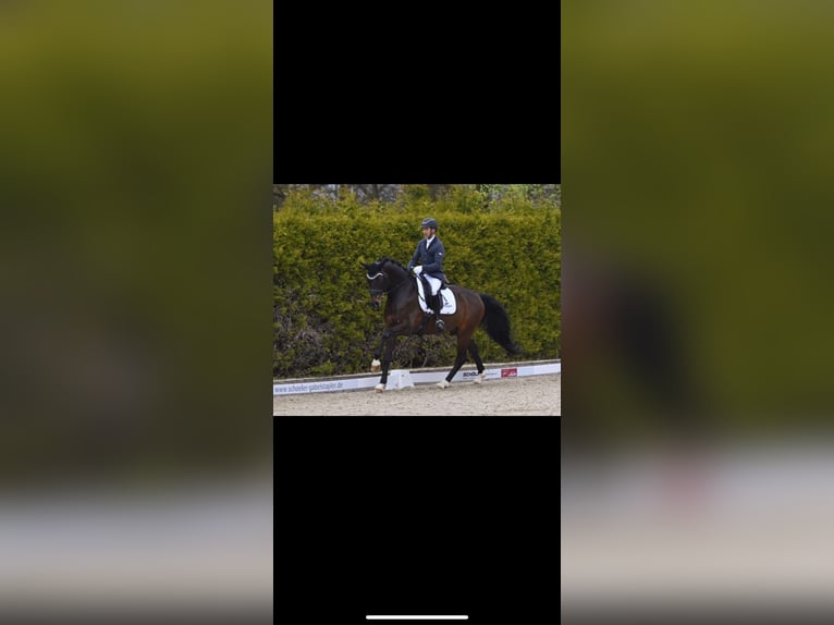 Westfale Wallach 8 Jahre 172 cm Dunkelbrauner in Schopfheim