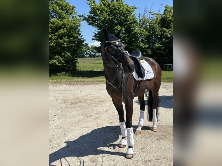 Westfale Wallach 8 Jahre 172 cm Dunkelbrauner in Schopfheim