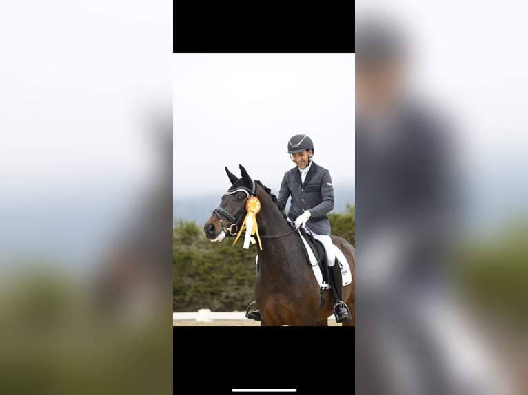 Westfale Wallach 8 Jahre 172 cm Dunkelbrauner in Schopfheim