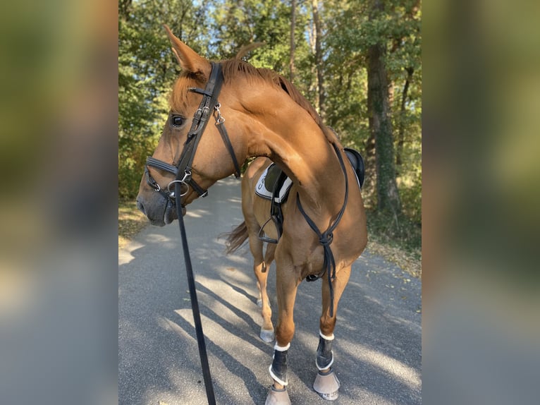 Westfale Wallach 8 Jahre 172 cm Fuchs in Schlo&#xDF; Holte-Stukenbrock