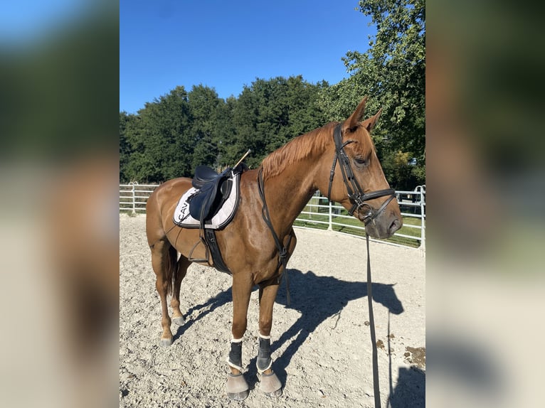 Westfale Wallach 8 Jahre 172 cm Fuchs in Schlo&#xDF; Holte-Stukenbrock
