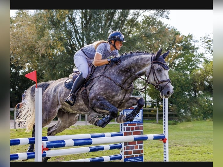 Westfale Wallach 8 Jahre 173 cm Apfelschimmel in Lütetsburg